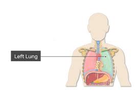 Learn anatomy faster and remember everything you learn. Lungs Anatomy Shapes And Surfaces Of The Lungs