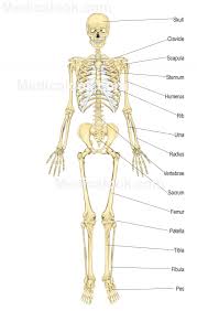 Skeletal Google Search Skeletal System Human Body