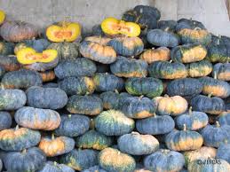 Image result for Cucurbita moschata