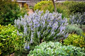 Keeping this plant indoor further. Tuscan Blue Rosemary Easy Plants To Grow Planting Succulents Cool Plants