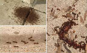 My mark pest control in hyderabad.we provide best pest solutions for all pests.with warranty. Ant Control In Hyderabad Ant Pest Control Pest Quit