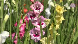 Commercial Cultivation Of Gladiolus Flower At Jessore Bangladesh In 4k Ultra Hd Youtube