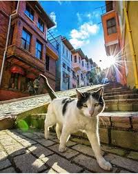 Balat Sokaklarinda Kaybolmamissan Istanbul U Gezdim Demeyeceksin Evcil Hayvanlar Sevimli Kediler Hayvanlar
