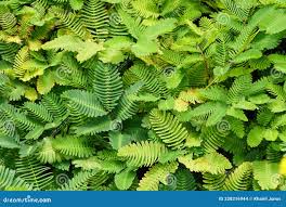 Image result for Neptunia oleracea