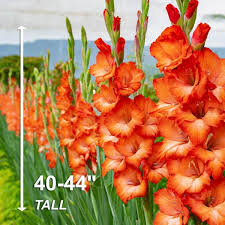 Image result for Gladiolus magnificus