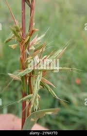 Image result for Cymbopogon caesius
