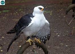 Black And White Hawk Eagle Facts Https Www Facebook Com Wonderbirds 171150349611448 Diều đen Trắng Họ ưng Accipitridae Trung Va Nam Mỹ Black And White Hawk Eagle Spizaetus Mela Animaux