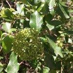 Image result for Nuxia congesta