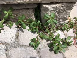 Leaves and tender stems are edible. Purslane Not A Horticulturist