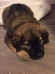 The search tool above returns a list of breeders located nearest to the zip or postal code you enter. Atlanta Ga Leonberger Meet Chunky A Pet For Adoption