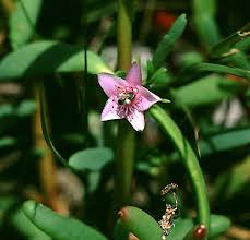 Image result for Sesuvium portulacastrum
