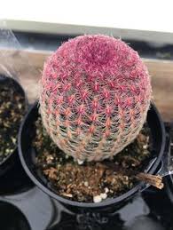 Let's consider how cactus plants have adapted to the desert. 67 Cactus Ideas In 2021 Cactus Cacti And Succulents Planting Succulents