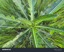 Image result for Lactuca glandulifera
