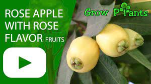 Add the chilled fruit mixture to the gulab jamun dough. Rose Apple Wholesale Price Mandi Rate For Rose Apple In India