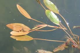 Image result for Potamogeton nodosus