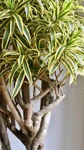 Image result for Dracaena reflexa