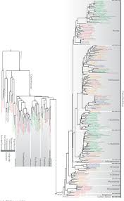 Image result for Corallocarpus triangularis