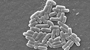 Image result for Shigella