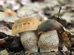 раз два три четыре пять я иду тебя искать Atlas Hub Online Stuffed Mushrooms Mushroom Fungi Fungi