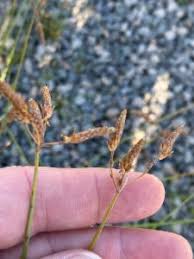 Image result for Fimbristylis squarrosa