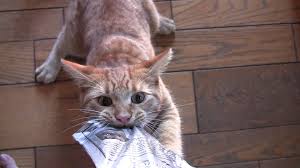 Cat Turns Treat Monster Wait Till The Very End Lol With Images Cats