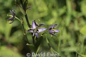 Image result for Swertia erosula