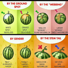 The most common method is to thump the watermelon lightly; How To Pick The Right Watermelon 9gag