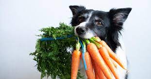 However, when cooking them they actually lose some of their nutrients so the best way and healthiest way to do this is to steam them, steaming carrots also enhances their flavour so makes a yummy treat for your pooch! Are Carrots Good For Dogs