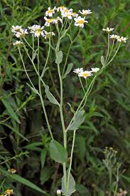 Image result for Osteospermum monocephalum