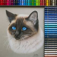 Siamese Cat Colored Pencil Realistic Drawing Realistic Drawings Realistic Cat Drawing Colorful Drawings
