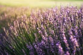 Drought tolerant plants are those that can survive these extended periods of dryness. 11 Drought Tolerant Plants For A Beautiful Australian Garden Lovetoknow