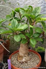 Image result for Phytolacca