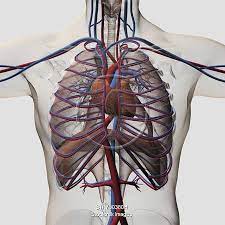 The chest cavity is also called. Medical Illustration Of Male Chest With Arteries Veins Heart And Rib Cage Medical Illustration Male Chest Arteries And Veins