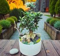 Ginseng Ficus Bonsai - Etsy