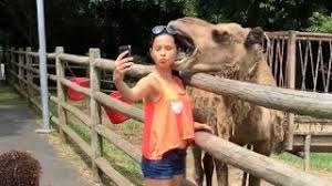 Bogan likes nothing more than chewing on his owner's hair.this is what the owner nicole kelly, told storyful about bogan the camel: Camels Ferrets Whales You Have No Idea How Funny They Are Youtube