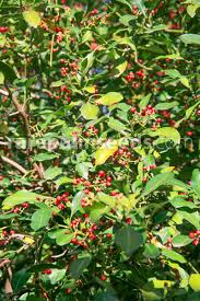 Image result for Psychotria capensis