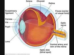 We did not find results for: Anatomi Mata Youtube