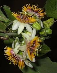 Yellow passion flower is a host plant for several butterflies such as the gulf fritillary. 900 Clematis Passion Flower Ideas In 2021 Clematis Clematis Vine Planting Flowers