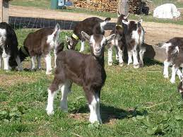 andri peedo goats alpine goats animals and pets