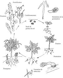 Image result for Striga gesnerioides