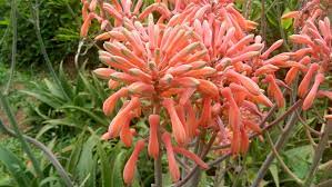 Maybe you would like to learn more about one of these? Aloe Vera Flowers All About The Colorful Blooms