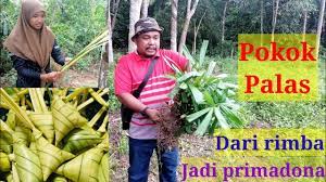 Daun ini berasal dari pokok yang dikenali sebagai pokok palas duri. Cara Cara Tanam Pokok Palas Untuk Pokok Hiasan Dengan Teknik Mudah Tutorial Bersama Sis Syahrom Youtube