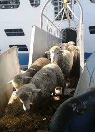 Directia sanitar veterinara constanta refuza comunicarea verbala cu presa! Oile Plecate Din ConstanÈ›a Blocate In Suez Au Ajuns Cu Bine La DestinaÈ›ie Unde Vor Fi Sacrificate Ct100 Ro