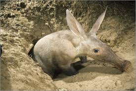 Image result for Cucumis humifructus