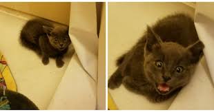 Ils Entendent Un Chat Miauler Quand Ils Le Trouvent Ils Realisent Vite Que Quelque Chose Ne Va Pas