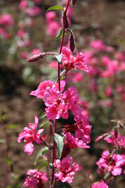 Clarkia Flower Quotes Best Flower Wallpaper