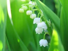 We did not find results for: Top 25 Birth Month Flowers And Their Meanings With Pictures