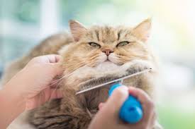 If your cat has long hair or sheds heavily, you may need to brush it once every two to three days or more. 7 Reasons Why Your Persian Cat Is Shedding So Much Purr Craze