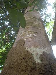 Cara menghitung kubikasi kayu papan. Alamcyber 2020 Ketahui Rahsia Pokok Raja Kayu