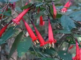 Image result for Manettia